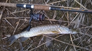 Northern Pike