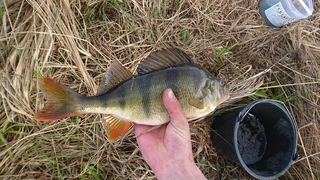 Eurasian perch