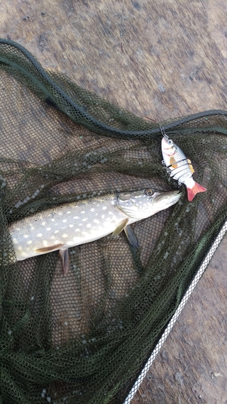 Northern Pike