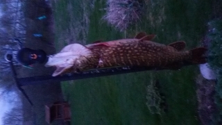 Northern Pike