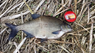 Carp bream