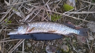 Northern Pike