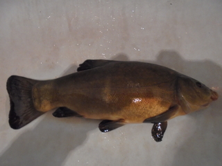 Tench