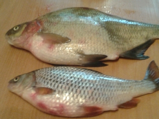 Carp bream