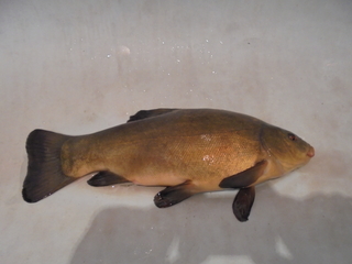 Tench
