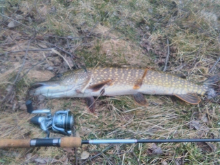 Northern Pike