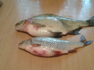 Carp bream