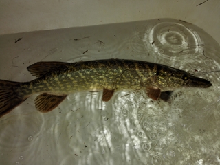 Northern Pike
