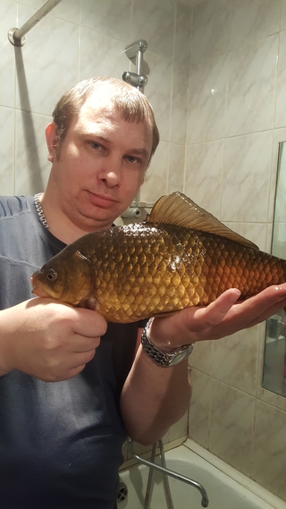 Crucian carp
