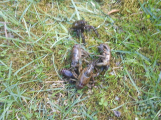Delcore Crayfish