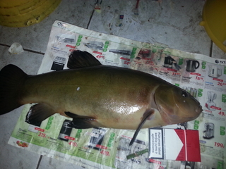 Tench