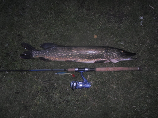 Northern Pike