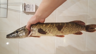 Northern Pike
