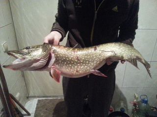 Northern Pike