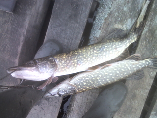Northern Pike