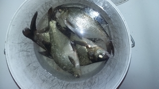 Carp bream
