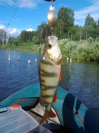 Eurasian perch