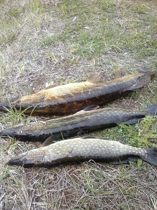 Northern Pike