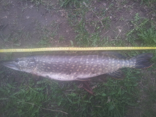 Northern Pike