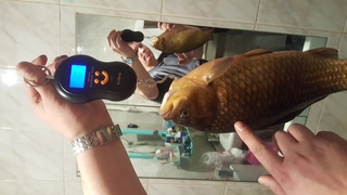 Crucian carp