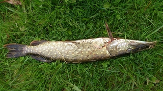 Northern Pike