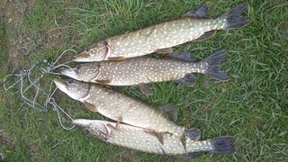 Northern Pike