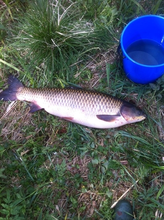 Grass carp