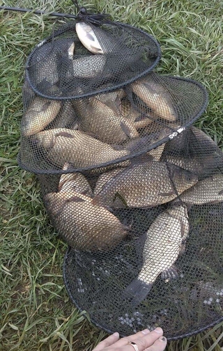 Crucian carp
