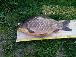 Prussian carp