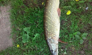 Northern Pike