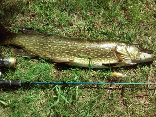 Northern Pike