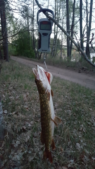 Northern Pike