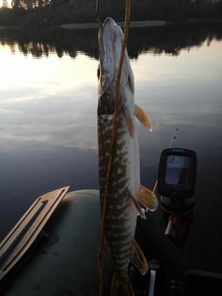 Northern Pike