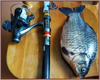 Crucian carp
