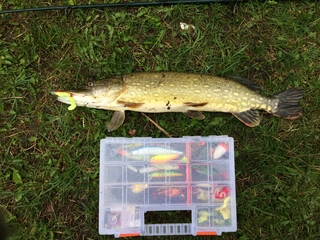Northern Pike
