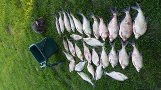 Carp bream