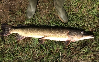 Northern Pike