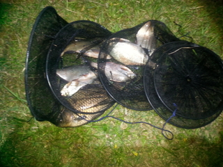 Carp bream