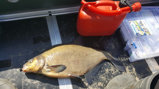 Carp bream