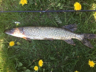 Northern Pike