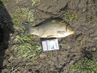 Prussian carp