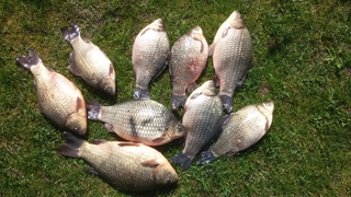 Prussian carp