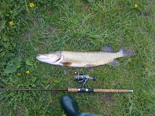Northern Pike
