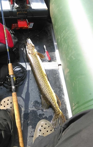 Northern Pike