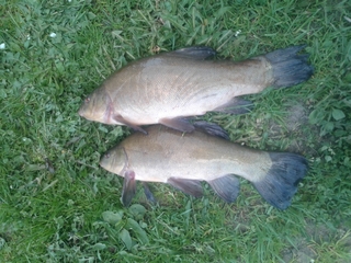Tench