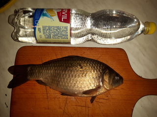Prussian carp