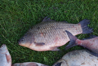 Crucian carp