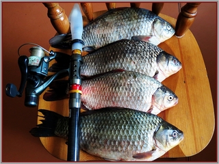 Crucian carp