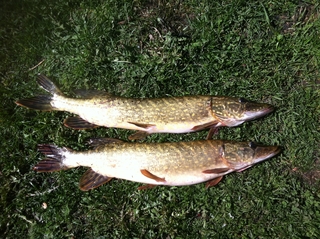 Northern Pike