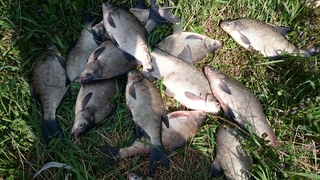 Carp bream